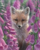 Framed Red Fox - Foxgloves