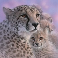 Framed Cheetah Mother and Cubs - Mother's Love - Square