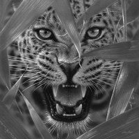 Framed Jaguar - Ambush - B&W