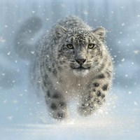 Framed Snow Leopard - Snow Ghost