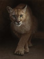 Framed Cougar - Emergence