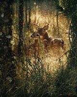 Framed Whitetail Deer - A Golden Moment