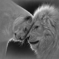 Framed White Lion Love - B&W