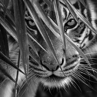 Framed Tiger - Blue Eyes Bamboo - B&W