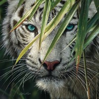 Framed White Tiger Bamboo Forest