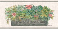 Framed Flowers & Succulents