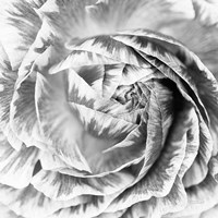 Framed Ranunculus Abstract IV BW Light