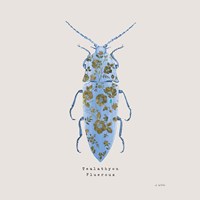 Framed Adorning Coleoptera VIII Sq Blue