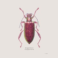 Framed Adorning Coleoptera VI Sq Claret
