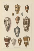 Framed Shell Assorment I