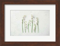 Framed May Bell Blooms