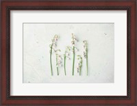 Framed May Bell Blooms