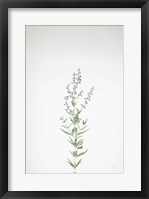 Framed Simple Stems III