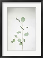 Framed Simple Stems I