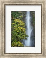 Framed Multnomah Falls color