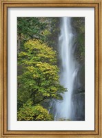 Framed Multnomah Falls color