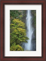 Framed Multnomah Falls color