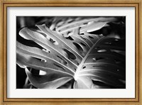 Framed Philodendron