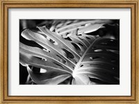 Framed Philodendron