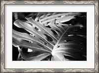 Framed Philodendron