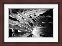 Framed Philodendron