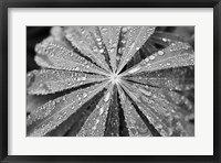 Framed Raindrops on Lupine