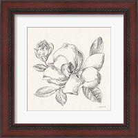 Framed Flower Sketches II