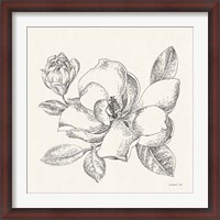 Framed Flower Sketches II
