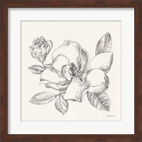 Framed Flower Sketches II