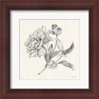 Framed Flower Sketches I