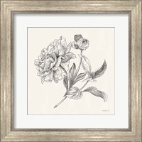 Framed Flower Sketches I