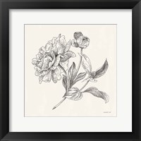 Framed Flower Sketches I