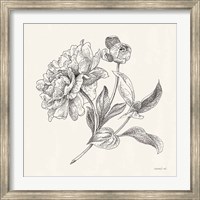 Framed Flower Sketches I