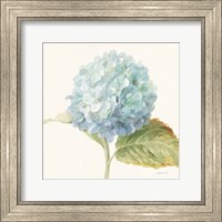 Framed Floursack Florals V - Blue Hydrangea Crop