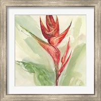 Framed 'Exotic Flower IV' border=