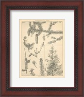 Framed Vintage Tree Sketches I