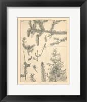 Framed Vintage Tree Sketches I