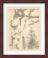 Framed Vintage Tree Sketches I