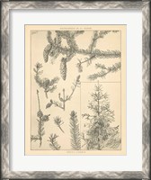 Framed Vintage Tree Sketches I