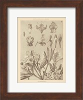 Framed Lithograph Florals IV