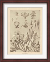 Framed Lithograph Florals IV