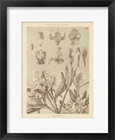 Lithograph Florals IV Framed Print