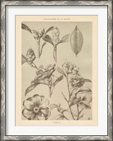 Framed Lithograph Florals II
