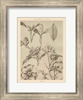 Framed Lithograph Florals II