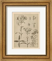 Framed Lithograph Florals III