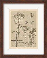 Framed Lithograph Florals III