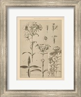 Framed Lithograph Florals III