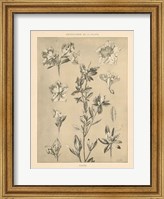 Framed Lithograph Florals I