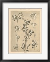 Framed Lithograph Florals I