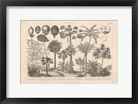 Botanik II Vintage Framed Print